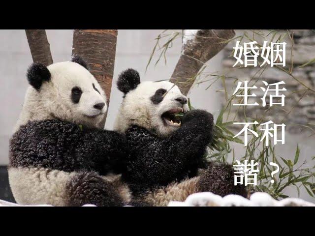 原來他們經歷過這麼多……贈台大熊貓團團圓圓的故事They had been through so much... Panda Tuantuan Yuanyuan story