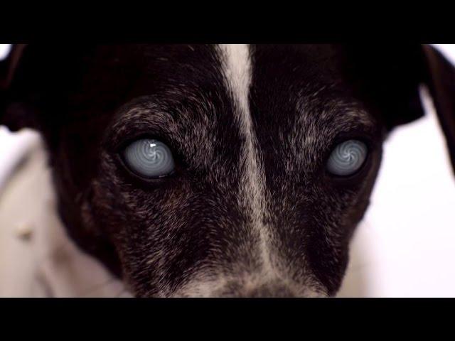 Vampire Dog (Trailer)
