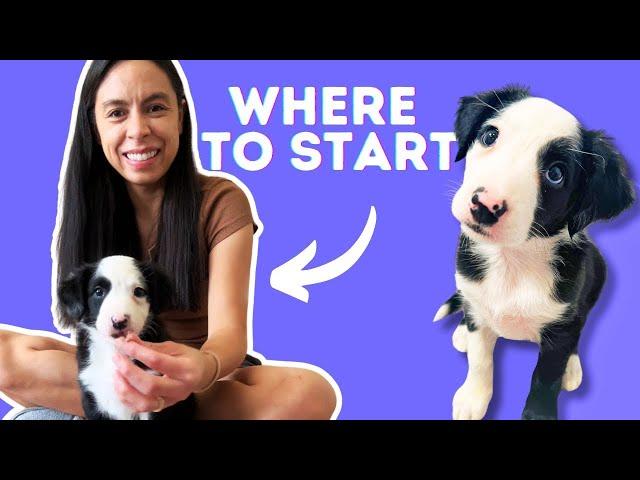 3 Things To Train Your Puppy NOW!