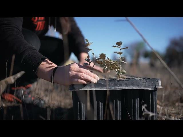 Reforestamos un bosque con @bosquia   | Altafonte Spain Acción B