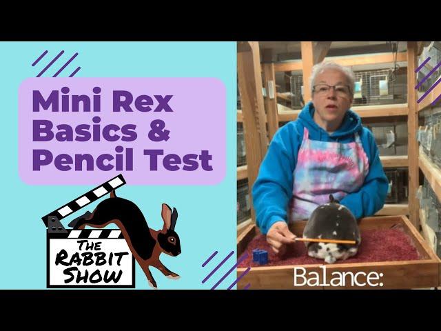 The Mini Rex Rabbit Introduction and Evaluating Body Type with the Pencil Test by Dori Smith
