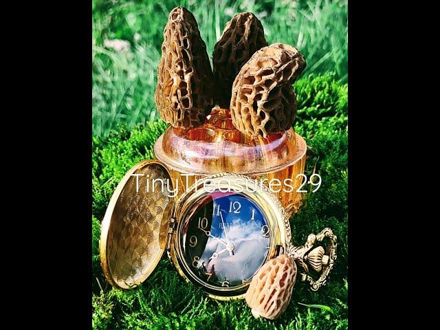 @tinytreasures29 2023 Honey Hole Before, cold snap. Should be at least a week.. #morels #spring