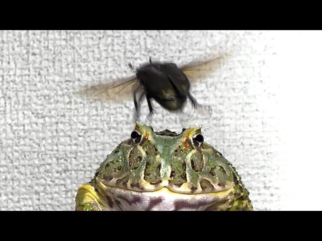 Beetle taste / African bullfrog , Pacman frog【WARNING LIVE FEEDING】