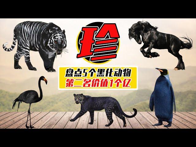 盤點5個天價黑化動物，第二名只剩6只，1只價值1個億【小馬哥知識局】