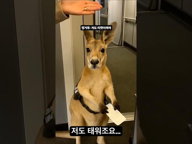 두발로 서있으면 사람이지 #funnyvideo #웃긴영상