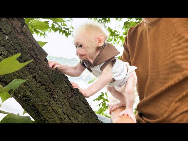 Monkey Baby Molly finds joy with Dad on a nature trip