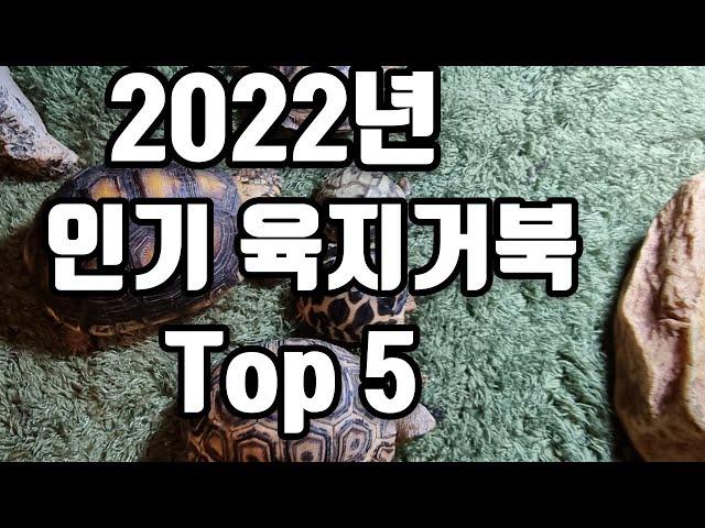 2022년 인기 육지거북이 순위 top 5