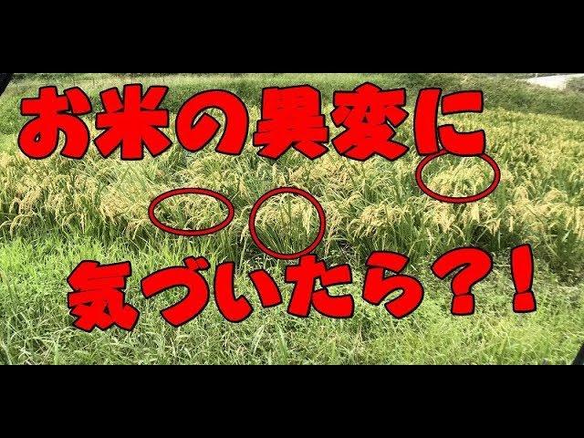 【お米づくり】解説付き。田んぼの異変!!品種の違うものが育ったら?!!稲作規模を広げる前に即対処!!