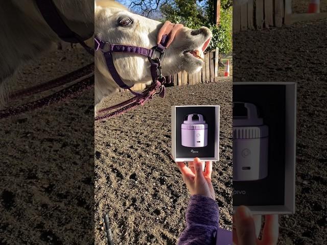 PIVO POD - A device that tracks + films your horse   #shorts #horse #riding @GetPivo