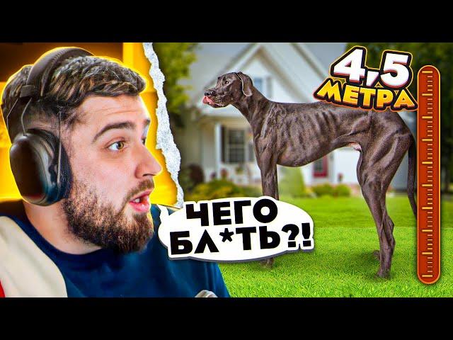 HARD PLAY ZOMBIE REACTION CHEZ 10 ABNORMALLY LARGE DOGS IN THE WORLD