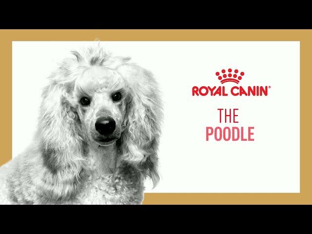 Royal Canin - Poodle Nutrition