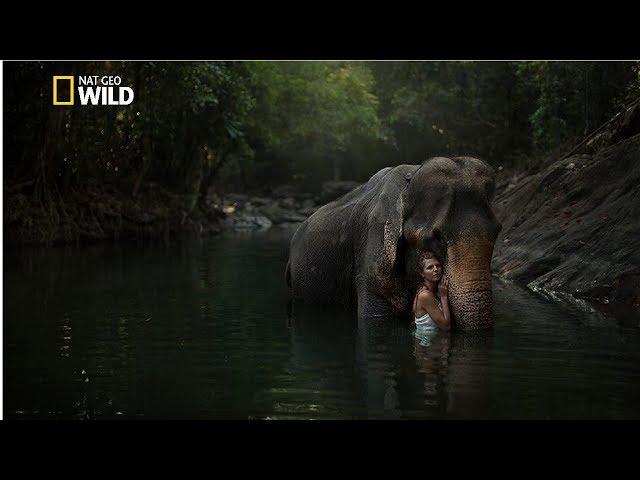 Creatures of the Amazon Rainforest - National geographic Documentary