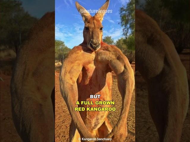 Kangaroo | The Buff Marsupial