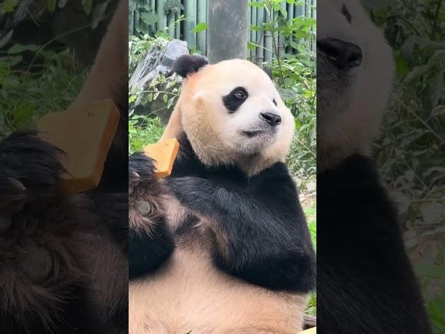 大海~我扒拉窝头你们说啥呢