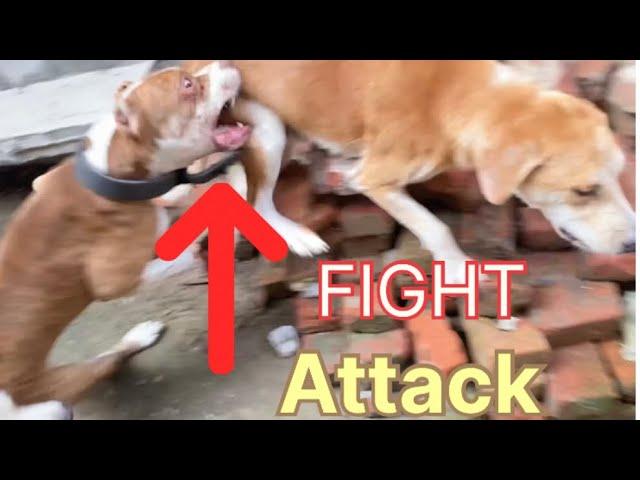 Pitbull ki fight ho gai || Pitbull Dog Fight