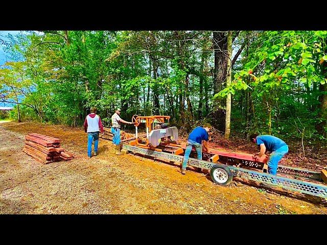 Sawing and preparing to fatten BEEF!