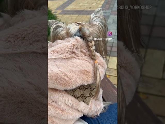 Самый модный Йорк Маркус #йоркширскийтерьер #йорк #yorkie #yorkshire #йоркмини #шпиц #dog