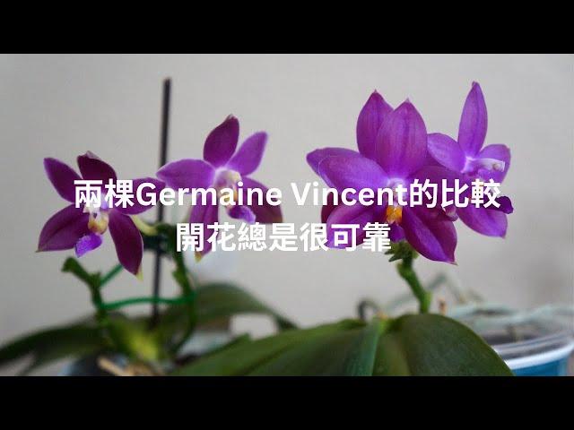 近原生種Germaine Vincent兩棵的比較, 開花非常可靠 | 養護技巧 | 蘭花種植