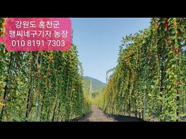 [마실장터:판매중] 강원도 홍천, 맹씨네구기자,  연락처:010 8191 7303