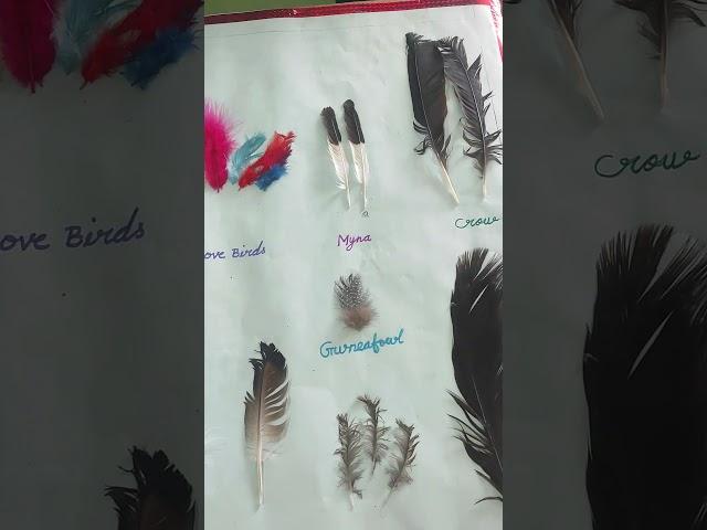 #birds feathers#types of feathers#feathers#science project#sacred heart public school CBSE