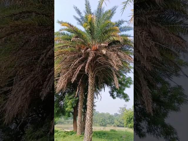 Phoenix dactylifera (date palm) #nature
