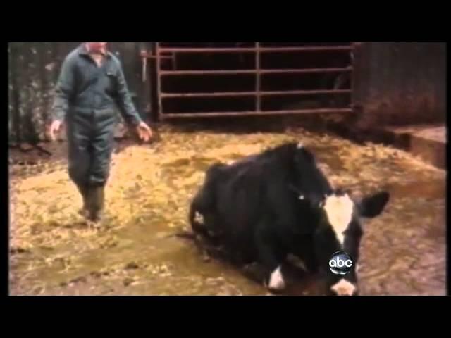 Mad Cow Disease Found in California