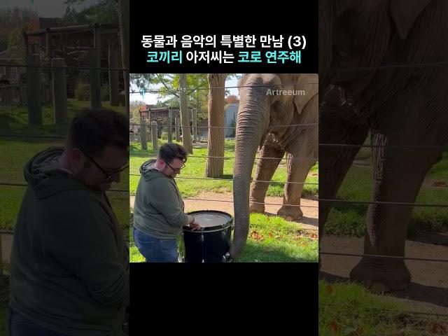 동물과 음악의 특별한 만남 (3) 코끼리 아저씨는 코로 연주해