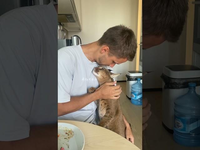 Caracal cat Ariel meows for kisses | ariel.caracat