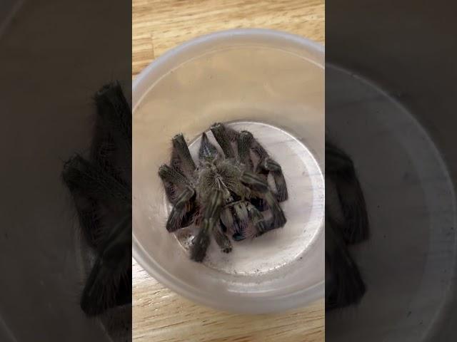 Greenbottle blue tarantula #tarantula