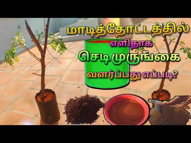 how to grow moringa plant at home terrace garden ll DIY chedi murungai ll #diy #garden