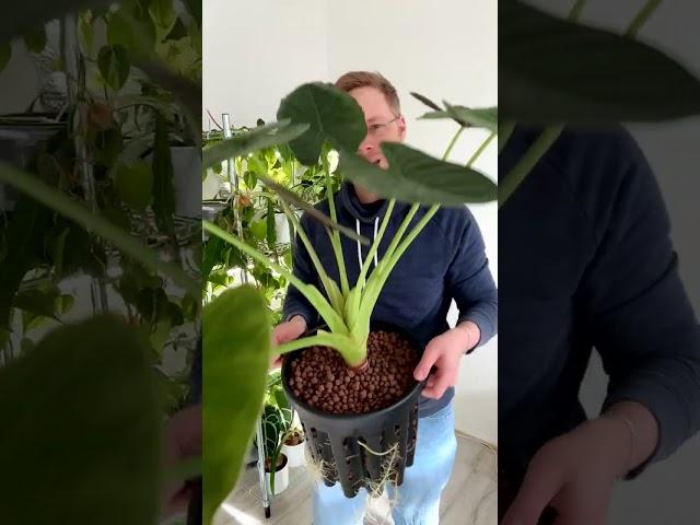 Wurzelmania: Alocasia wentii im Super Venti Pot!