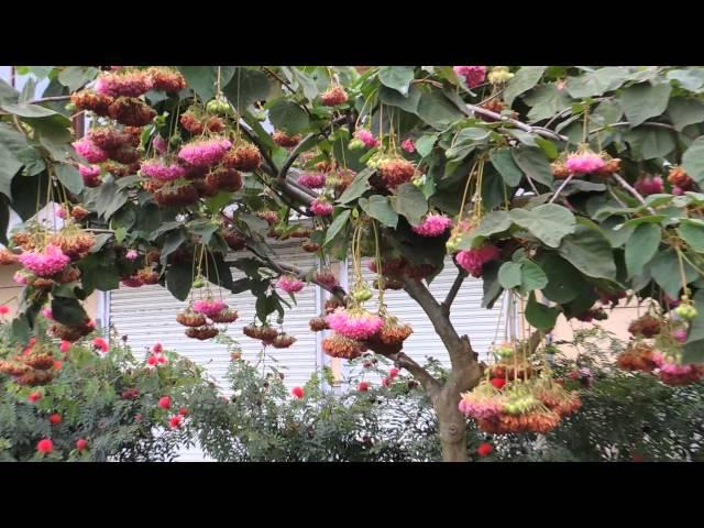 非洲吊芙蓉Dombeya wallichii L.mov