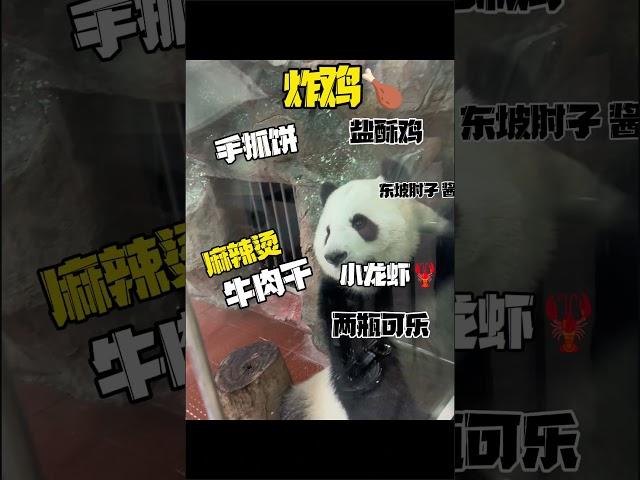 #国宝熊猫 广州动物园的雅一靓女也是个吃货，叫我带点好吃的去看她