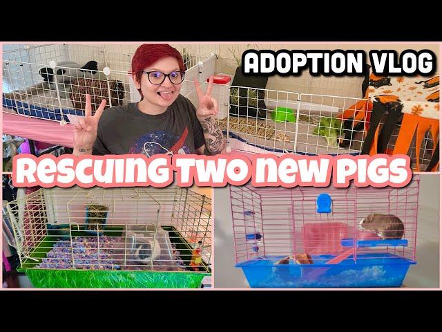 I RESCUED TWO GUINEA PIGS! | ADOPTION VLOG |