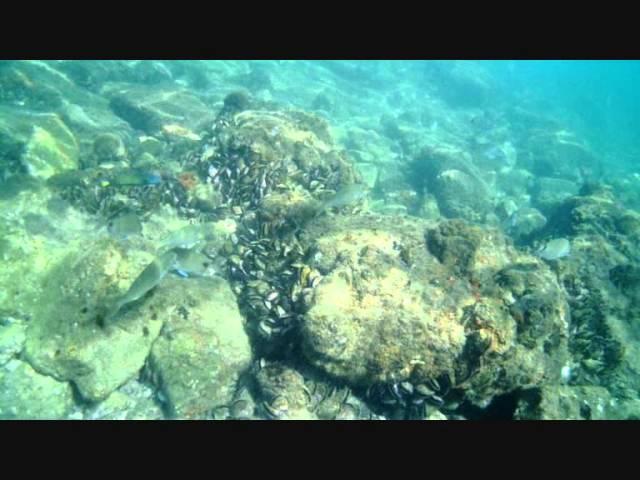 Snorkeling at Vetchies Pier, Durban, South Africa Sept 2013