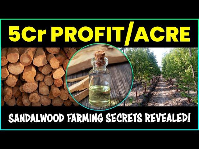 Unveiling the Secrets of Sandalwood (Chandan) Tree Farming: Massive 5Cr Profit/Acre!