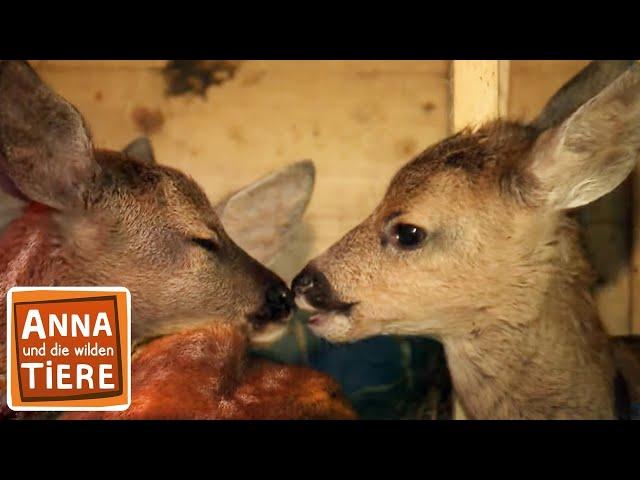 Ist das Reh die Frau vom Hirsch? | Reportage für Kinder | Anna und die wilden Tiere