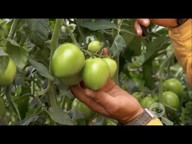 Modelo de siembra de doble eje para mejorar la productividad del tomate - La Finca de Hoy