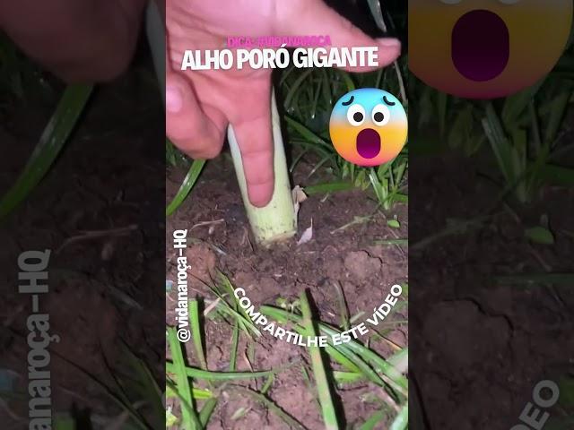 como plantar alho em garrafa horta em casa no quintal #vidanaroça #alhoporoemcasa