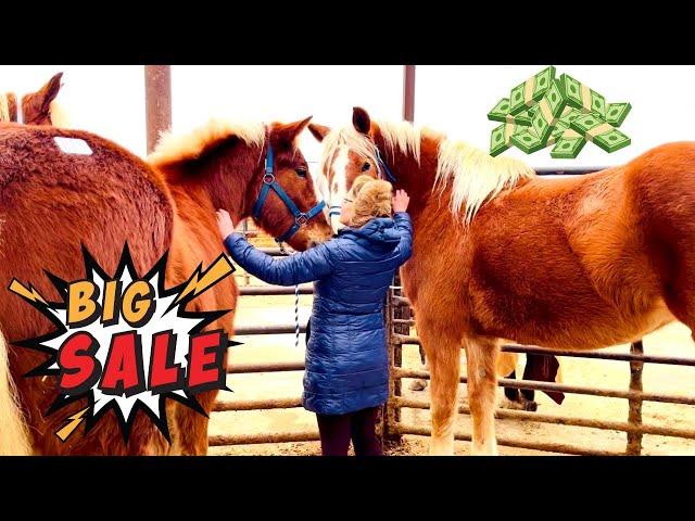 HUGE DRAFT HORSE AUCTON with over 650 horses!