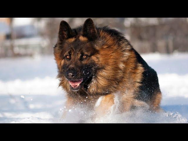 Best German Shepherd Double Coat Dog