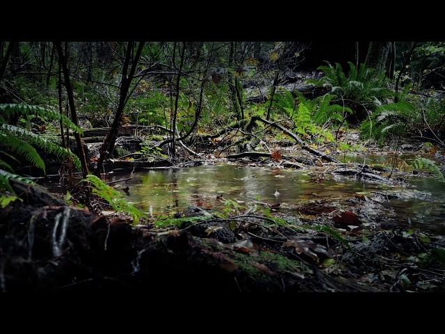 Rain Sounds for Deep Sleep, Relaxing or Focus / White Noise Nature Recording in the Forest / 8Hrs 