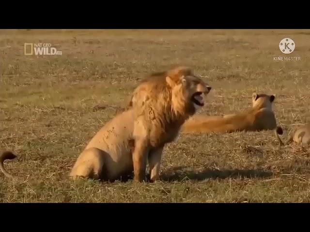 Lion laughing funny Meme Clip for Video Editing | NO COPYRIGHT