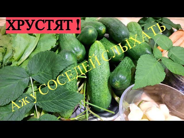 СОЛЮ ОГУРЦЫ БЕЗ СТЕРИЛИЗАЦИИ ! САМЫЙ ВКУСНЫЙ РЕЦЕПТ В МИРЕ ! Хрустят аж у СОСЕДЕЙ "СЛЫХАТЬ" !