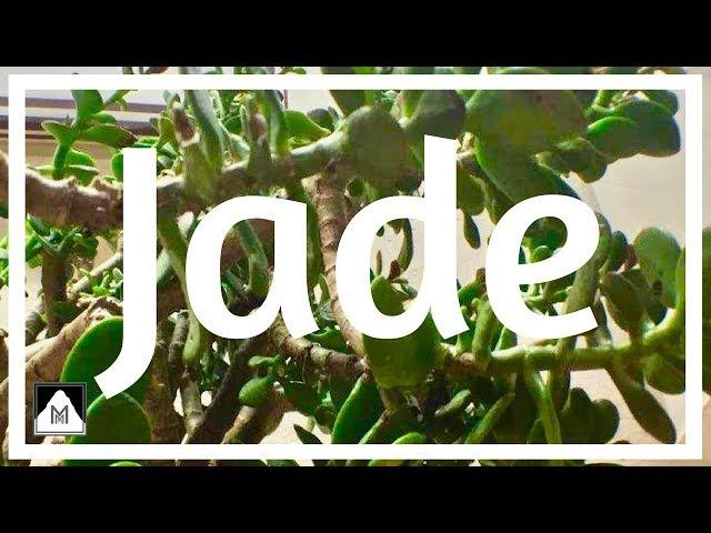 EXTREME Phototropism & Jade Plant Dehydration