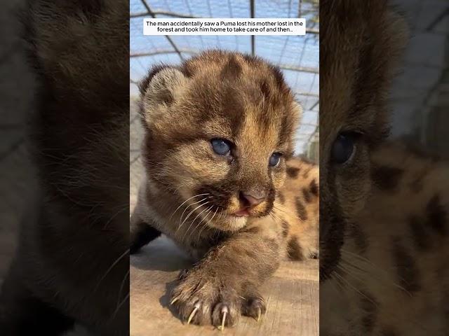 The man accidentally saw a Puma lost his mother lost in the forest and took him home to take care of