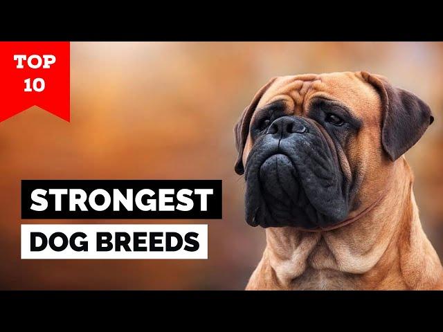 Top 10 Strongest Dog Breeds In The World