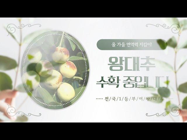 부여는 왕대추 수확 중│가을 건강은 부여 왕대추와 함께 지키세요!