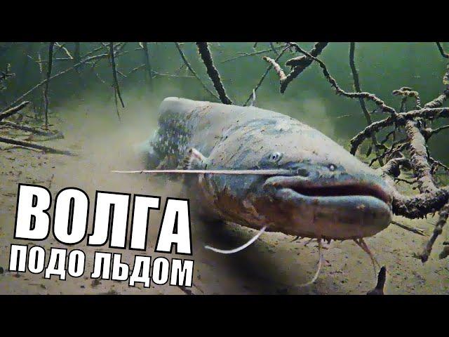 VOLGA under ICE - Life under water