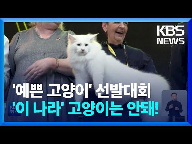 [글로벌K] 세계에서 가장 예쁜 고양이 선발대회…러시아 고양이는 오지 마, 왜?  / KBS  2022.11.09.